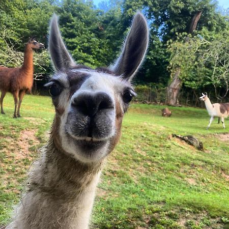 The Llama Farm France Saint-Cyr-Les-Champagnes Bagian luar foto