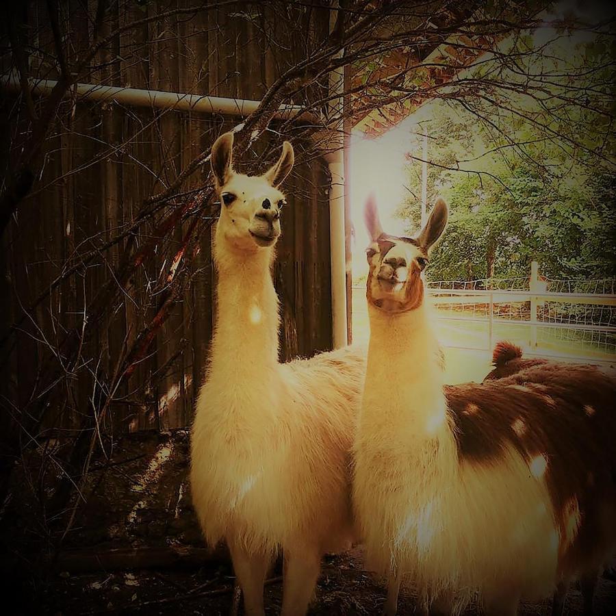 The Llama Farm France Saint-Cyr-Les-Champagnes Bagian luar foto