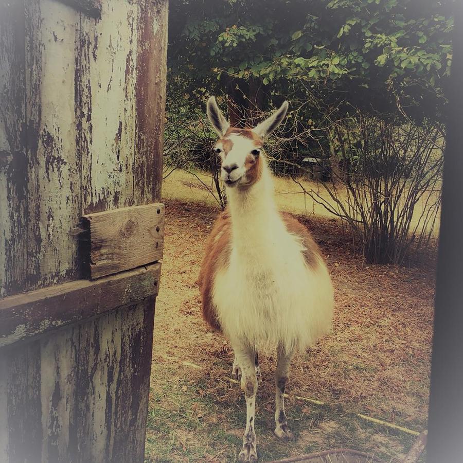 The Llama Farm France Saint-Cyr-Les-Champagnes Bagian luar foto