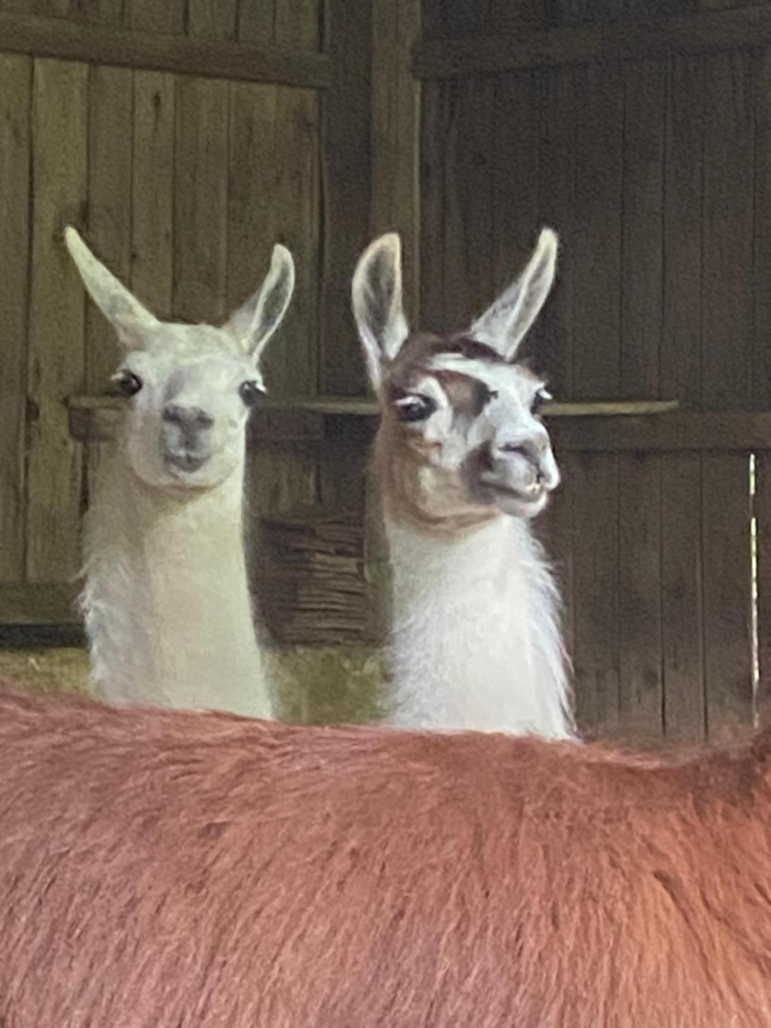 The Llama Farm France Saint-Cyr-Les-Champagnes Bagian luar foto