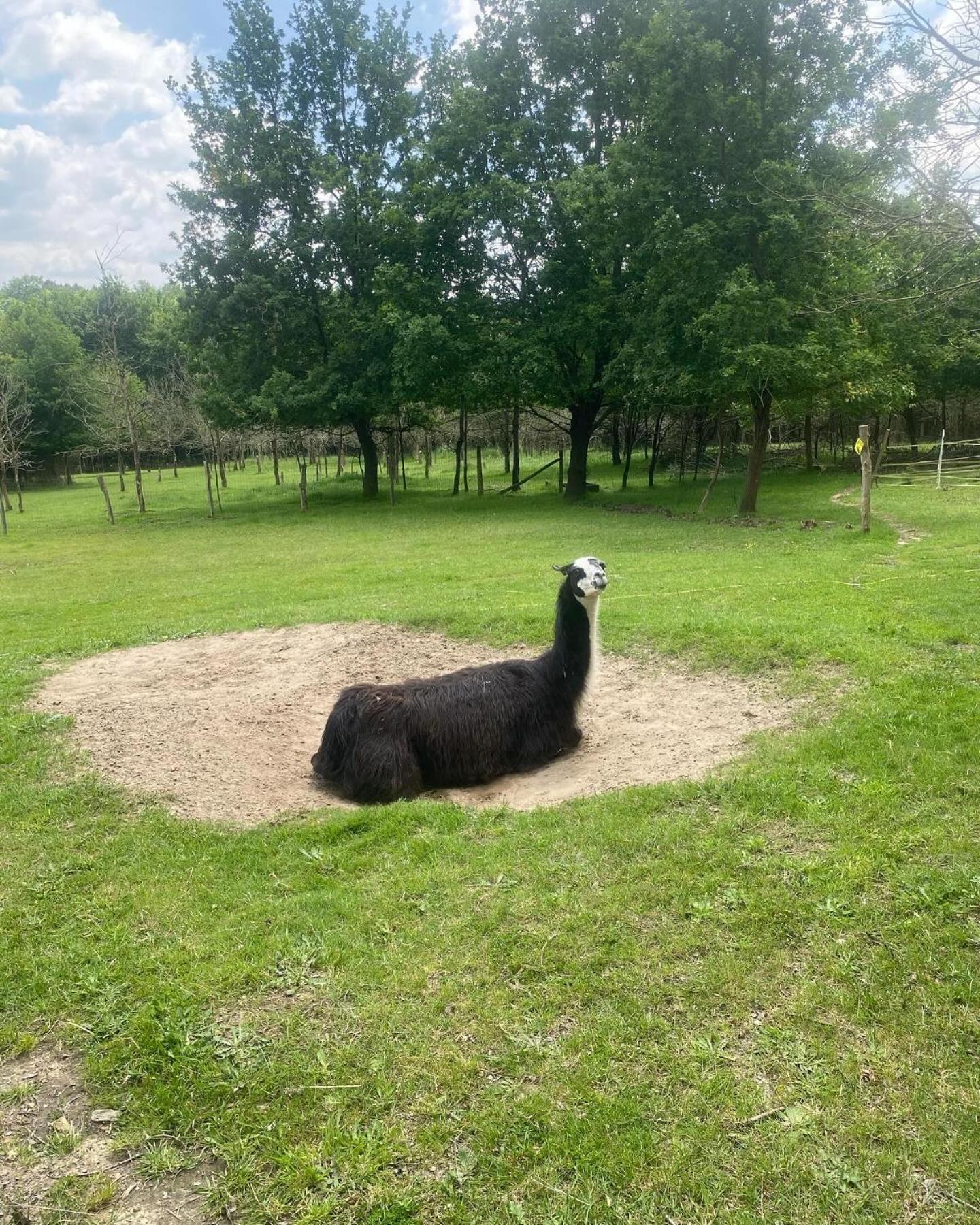 The Llama Farm France Saint-Cyr-Les-Champagnes Bagian luar foto