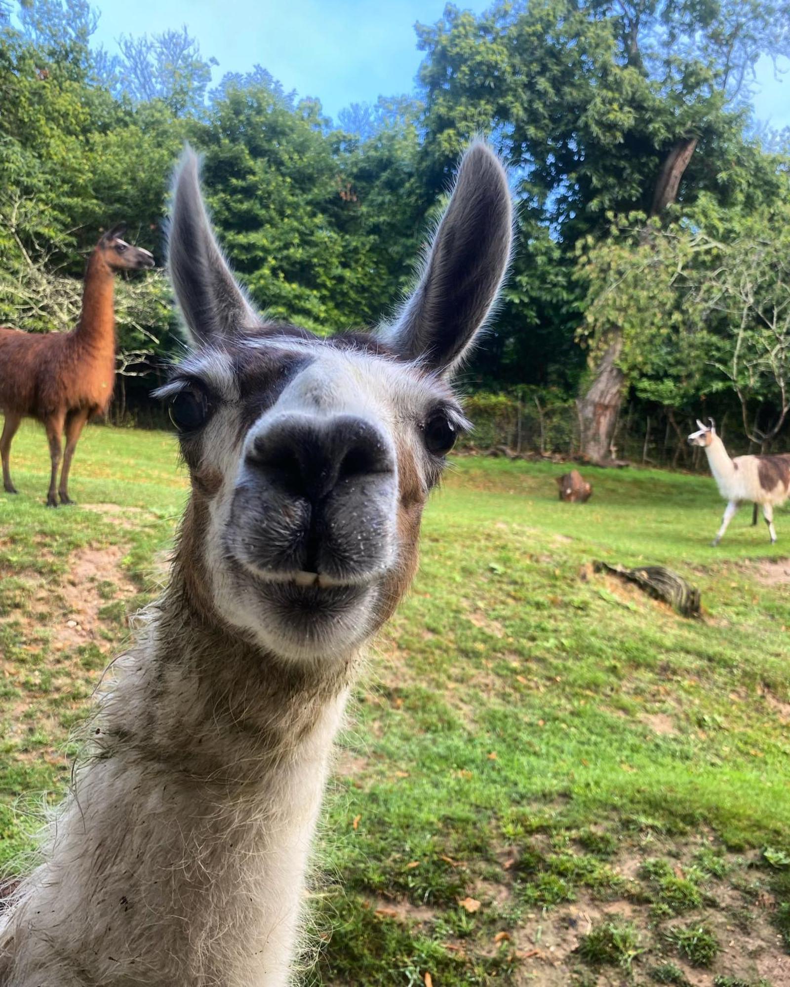 The Llama Farm France Saint-Cyr-Les-Champagnes Bagian luar foto