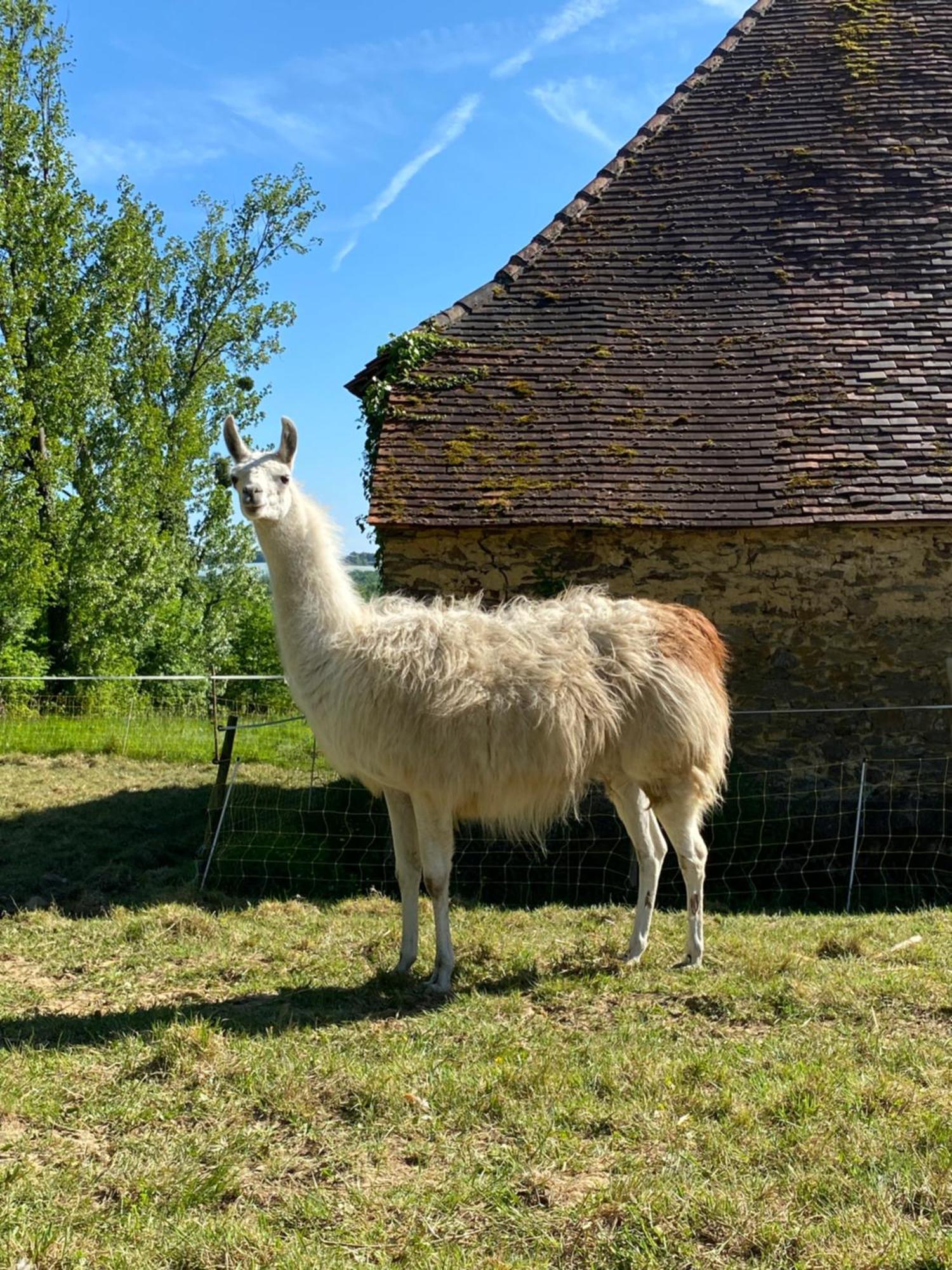 The Llama Farm France Saint-Cyr-Les-Champagnes Bagian luar foto