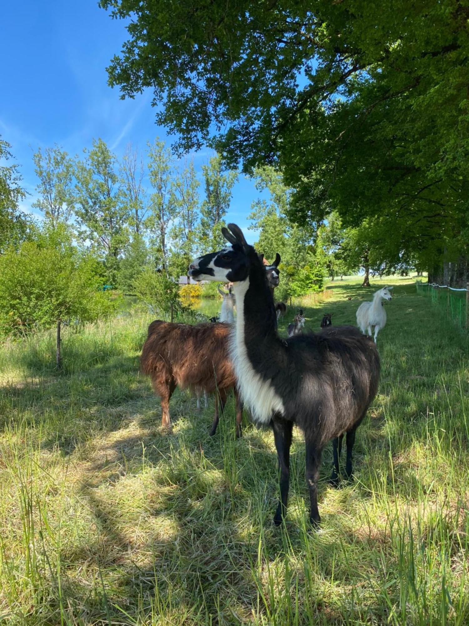 The Llama Farm France Saint-Cyr-Les-Champagnes Bagian luar foto