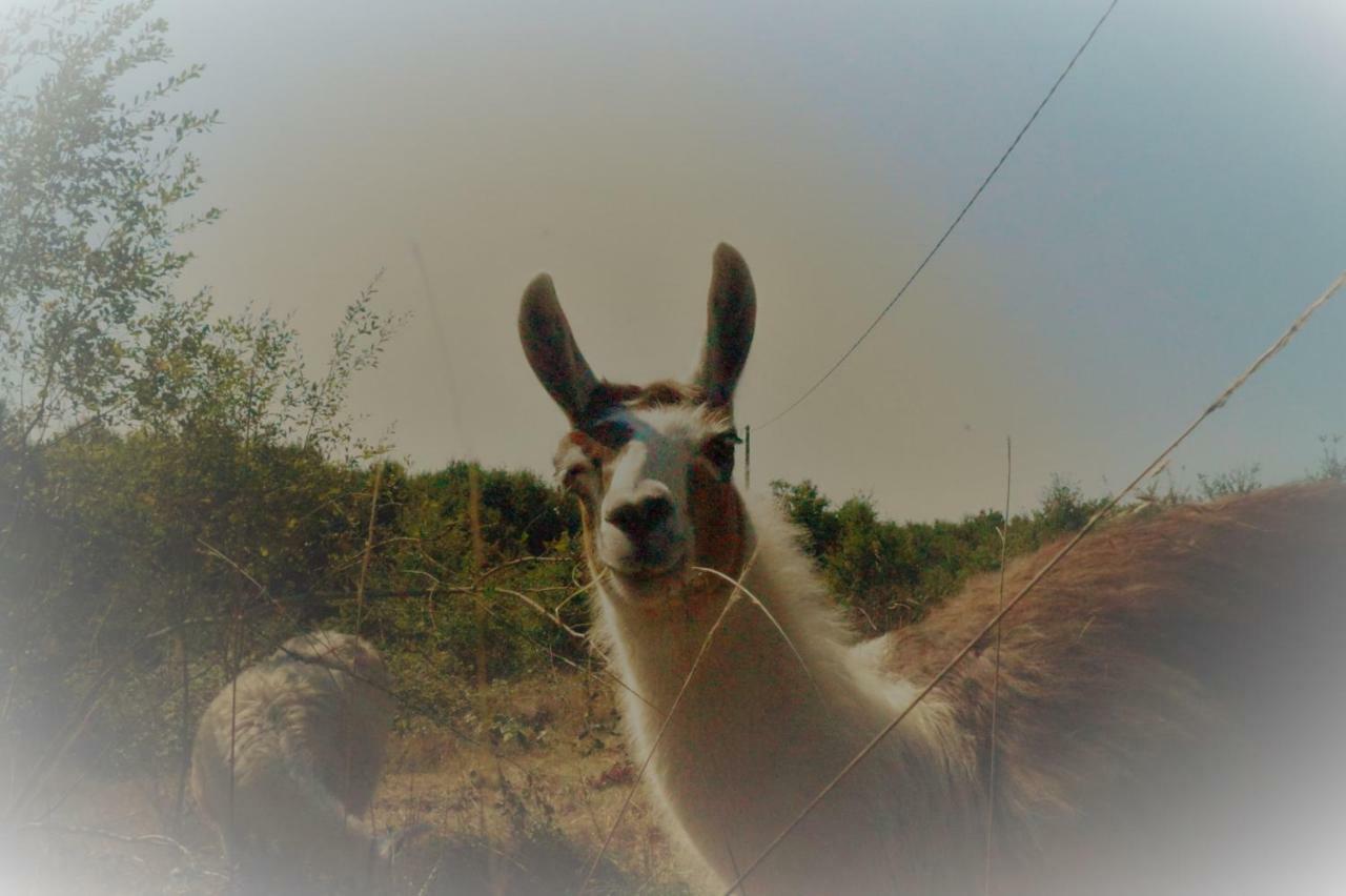 The Llama Farm France Saint-Cyr-Les-Champagnes Bagian luar foto