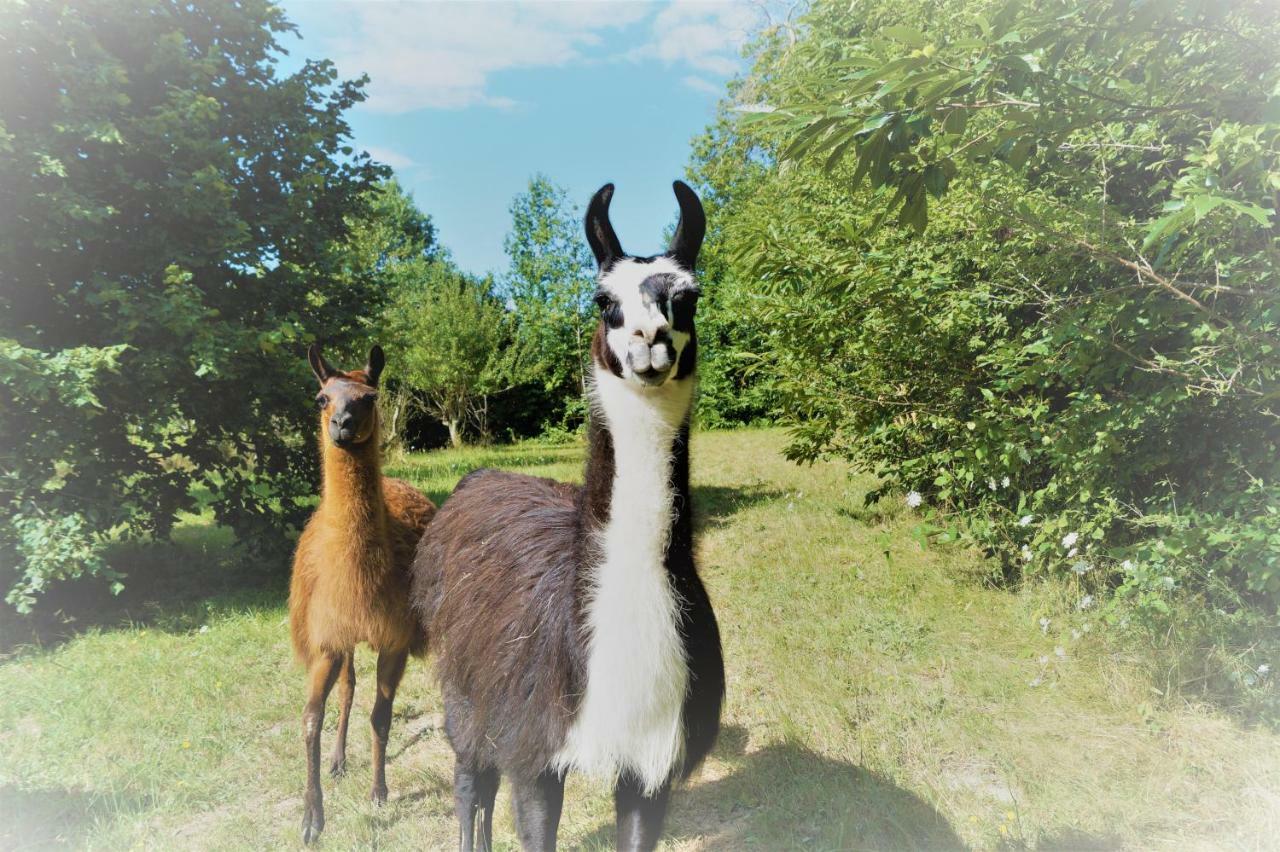 The Llama Farm France Saint-Cyr-Les-Champagnes Bagian luar foto