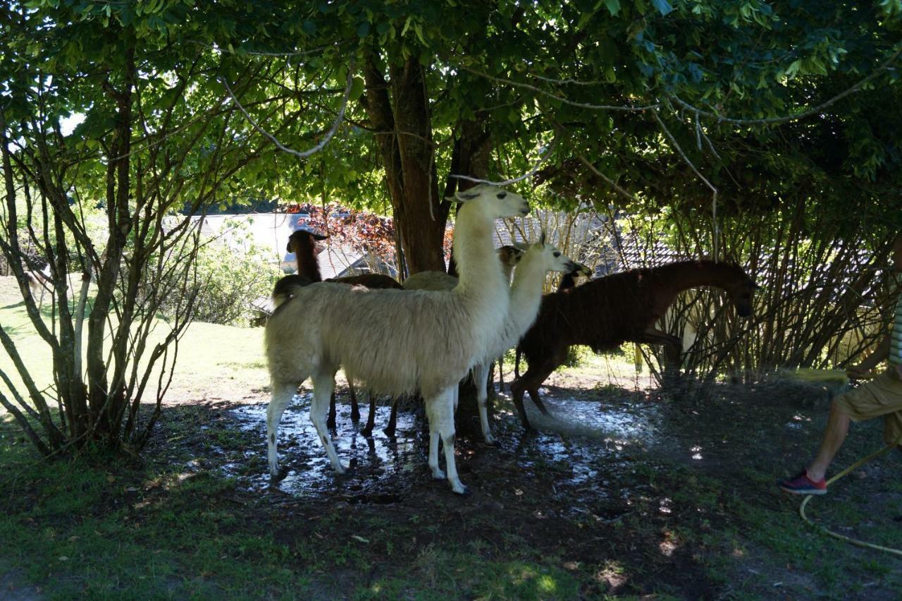 The Llama Farm France Saint-Cyr-Les-Champagnes Bagian luar foto