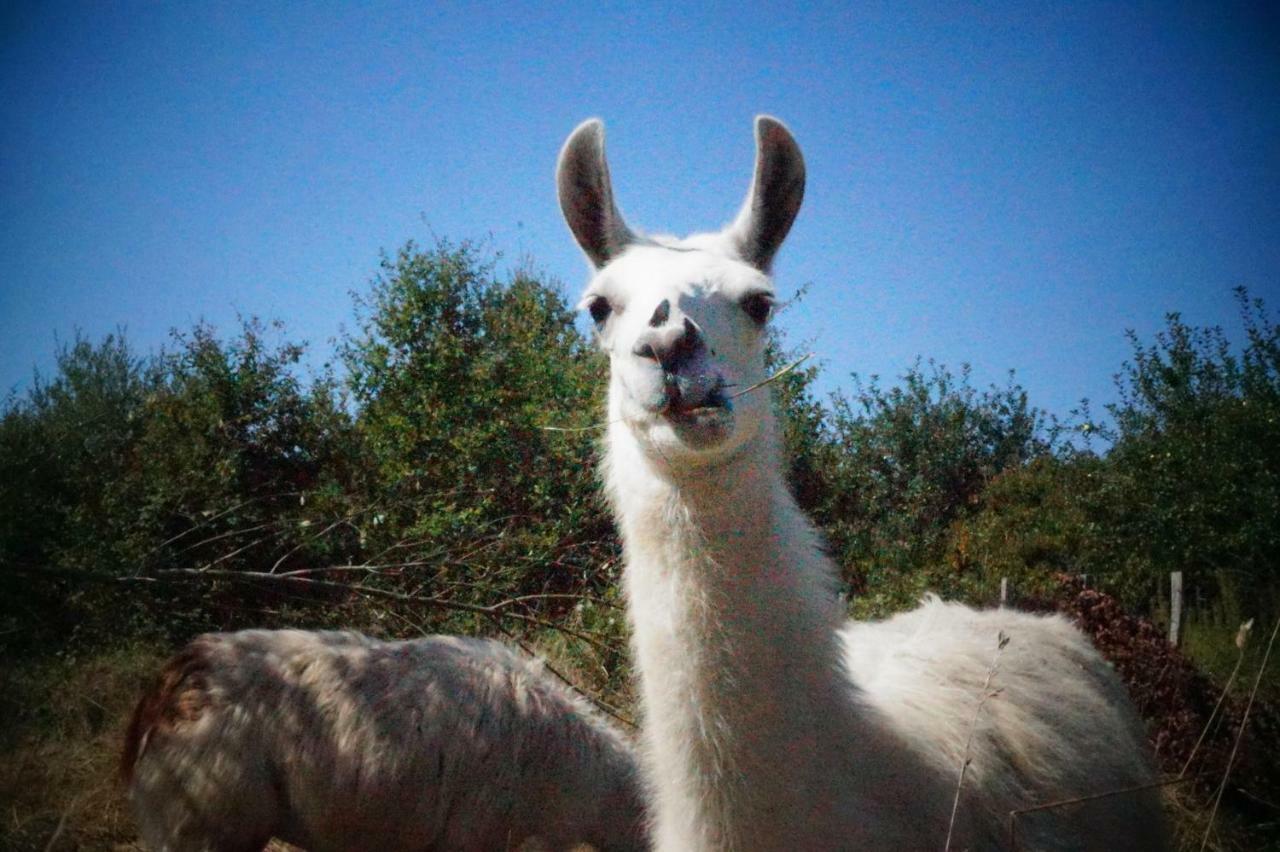 The Llama Farm France Saint-Cyr-Les-Champagnes Bagian luar foto