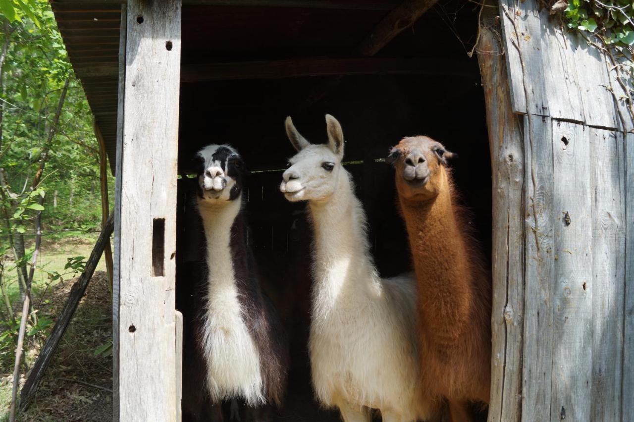 The Llama Farm France Saint-Cyr-Les-Champagnes Bagian luar foto