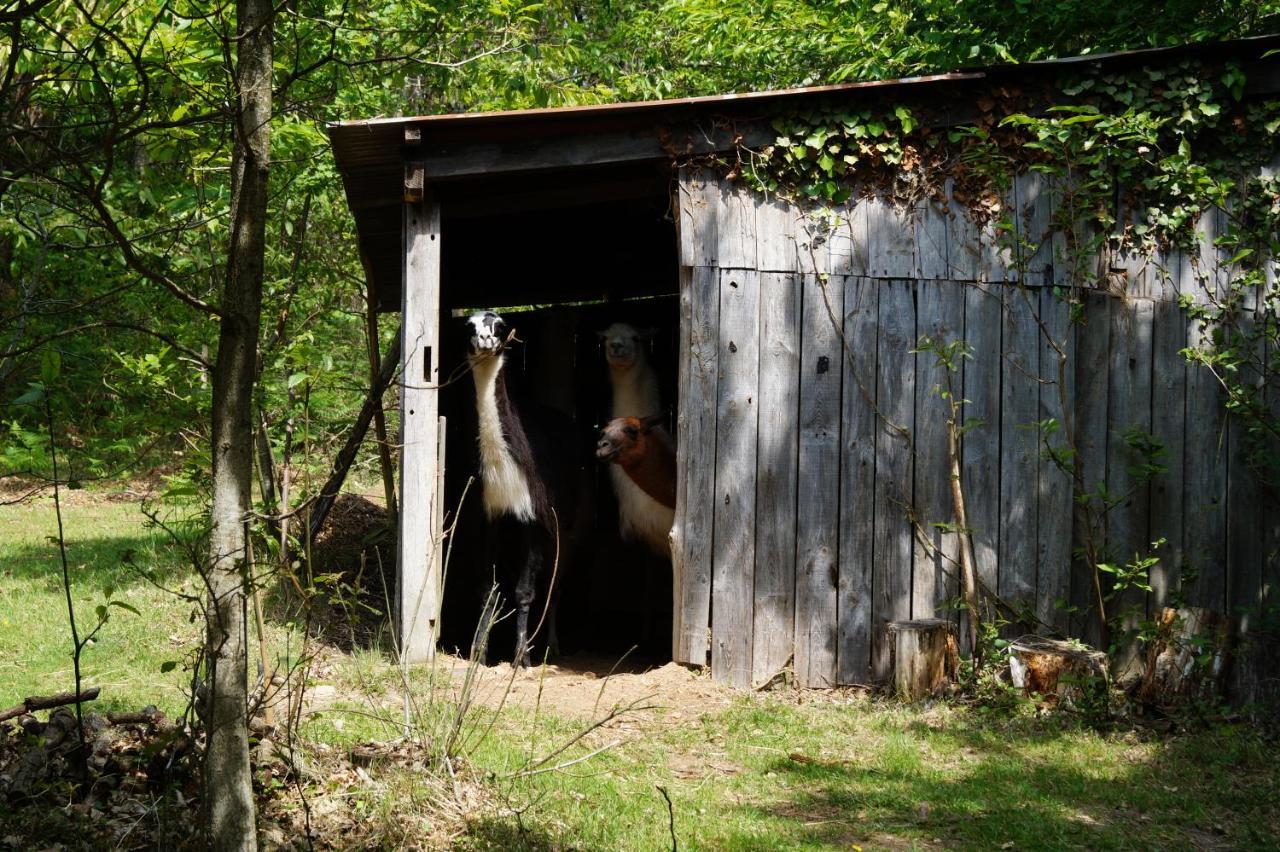 The Llama Farm France Saint-Cyr-Les-Champagnes Bagian luar foto